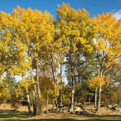 Stand of Aspen Poplar Trees with yellow Autumn leaves