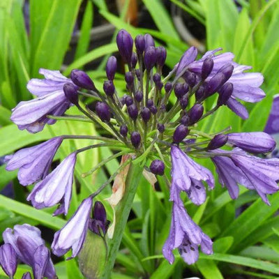 Poppin Purple Agapanthus Flowers