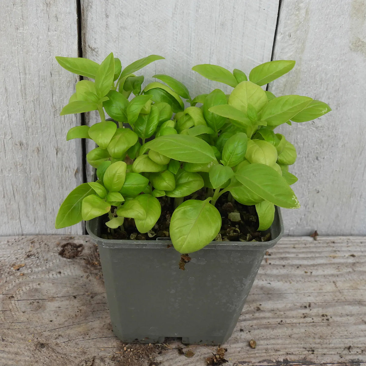 Potted basil plant (9cm pot)