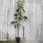 A young potted mulberry tree with green leaves and a brown trunk stands in a black nursery pot next to a black hand fork, set against a light gray weathered wooden plank wall.