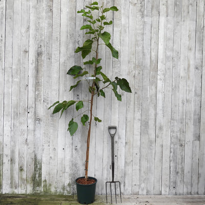 A young potted mulberry tree with green leaves and a brown trunk stands in a black nursery pot next to a black hand fork, set against a light gray weathered wooden plank wall.