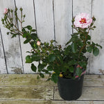 Potted rose (angel eyes) with pink flowers against a wooden background