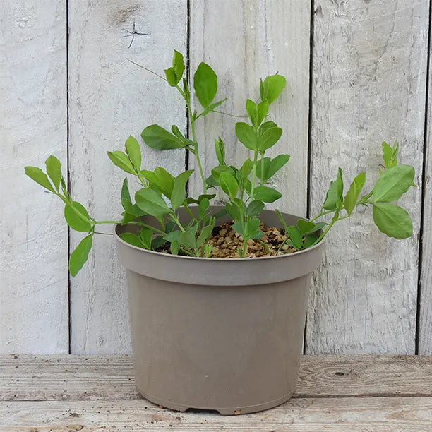 Potted Sweet Peas in growth ready to flower