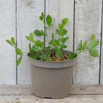 Potted Sweet Peas in growth ready to flower