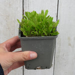 Hand holding potted wild rocket against a wooden background