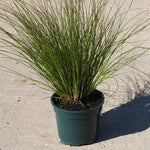 Prairie Fire Sedge Grass Plant  2 Litre Pot