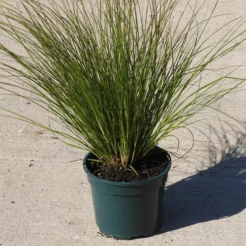 Prairie Fire Sedge Grass Plant  2 Litre Pot