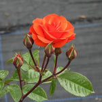 Precious Love Rose Flowers