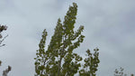 close up video of lombardy poplar tree
