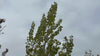 close up video of lombardy poplar tree