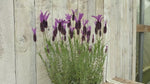 close up video of Victory French Lavender Plant
