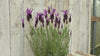 close up video of Victory French Lavender Plant