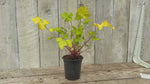 close up video of Lime Maramalde Heuchera Plant
