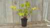 close up video of Lime Maramalde Heuchera Plant