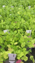 Leaves of coriander plants