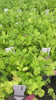 Leaves of coriander plants