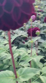 Video of Dark Spirit Dahlia Flower