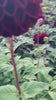 Video of Dark Spirit Dahlia Flower
