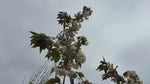 close up video of Ukon ornamental cherry tree