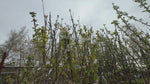 close up video of van cherry tree