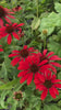 Video of Red Pearl Echinacea Flowers