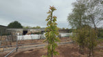 close up video of vega cherry tree