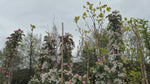 close up video of golden hornet crab apple tree