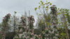 close up video of golden hornet crab apple tree