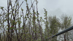 close up video of braeburn apple tree