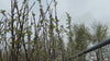 close up video of braeburn apple tree