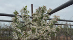 close up video of Crab Apple Tree
