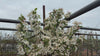 close up video of Crab Apple Tree