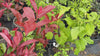 close up video of photinia red robin hedge plants