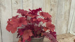 close up of 'Crème Brûlée' Heuchera Plants