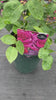 Video of Timeless Purple Rose in Full Bloom