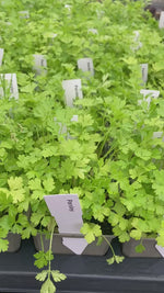 Flat Leaf Parsley available in pots