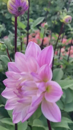 Video of Karma Prospero Dahlia in Flower