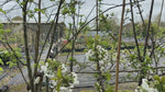 close up video of stella cherry tree