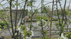close up video of stella cherry tree
