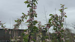 close up video of gorgeous crab apple tree