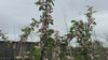 close up video of gorgeous crab apple tree