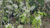 close up video of Winter Nelis Pear Tree