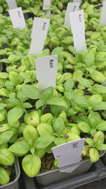 Video showing our basil plants in pots