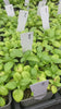 Video showing our basil plants in pots