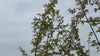 Close up video of Pink Autumn Flowering Cherry tree