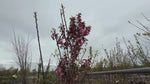 close up video of royal burgundy cherry blossom tree