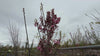 close up video of royal burgundy cherry blossom tree