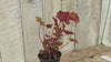 close up video of Marmalade Heuchera Plant