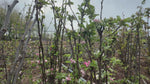 close up video of Keswick Codlin Apple Tree