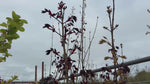 close up of Crimson Sentry Maple Tree